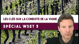 Les clés sur la conduite de la vigne [Spécial WSET 3]