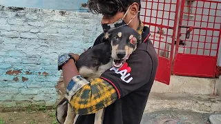 Happiest dog with ruptured eye never stops wagging his tail!