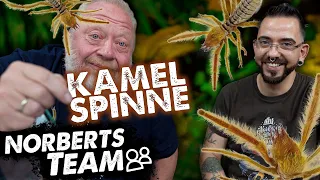 KAMELSPINNE | NORBERTS TEAM | Zoo Zajac