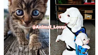 Cats & Dogs In Funny Situations  -  Try To Not Laugh Challenge 2020 |