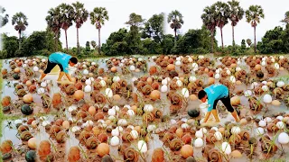 Wow A fisherman Picking lots of snails egg and Catch crabs at field in rice field# So nice#