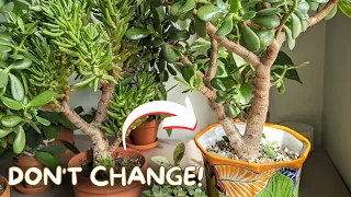 Your JADE plant does NOT need a larger pot