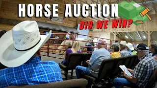 Buying A Horse At Auction ~ What To Look For And Expect ~ Did My Bid Win?!?