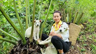 FULL VIDEO: 35 days of fruit harvest, horseshoes to the market to sell l Lý Thị Sai