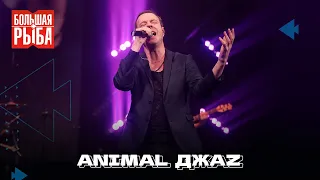 Animal ДжаZ. Концерт | Живой звук