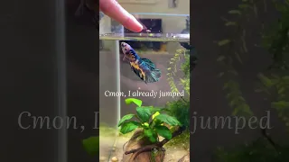 Feeding my betta from hand 🎣