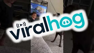 Dog and Baby Play Tag Together || ViralHog