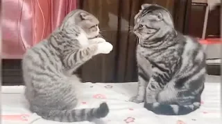 CAT BOXING - Impossible TRY NOT TO LAUGH compilation