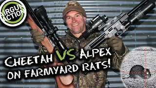 Airgun Action | Farmyard rat shooting with Hikmicro Cheetah & Alpex | Reximex Myth review