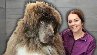 Four hours of blood, sweat and tears - Not AGAIN! 😩 | Newfoundland dog