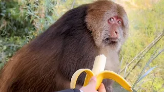 Monkey Ignores a Man Offering Banana | FUNNIEST Monkeys Video