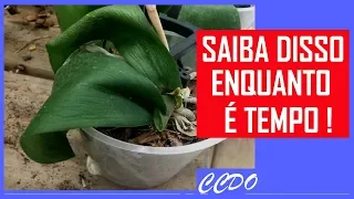 ORQUÍDEAS COM FOLHAS MURCHAS E ENRUGADAS/ CAUSAS E PREVENÇÃO