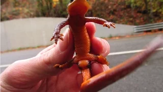 Herping the Pacific Northwest #4 Finding Rough Skinned Newts!
