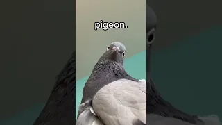 my pet pigeon is my life