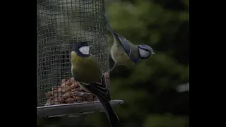 Birds in Snow Slow Motion GH5 Cinematic 4K 25MM