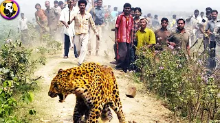 These Jaw-Dropping Leopard Attacks Will Leave You Speechless!