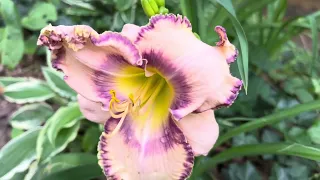 #Daylilies#Hydrangeas #CreekTrail #YardWalk #GardenUpdates #WalkInChat ￼