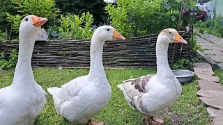 ГУСИ ВИХОВУЮТЬ ГУСЕНЯТ. МИХАСЬ СУМУЄ. ПАКУЮ ЯЙЦЯ НА ВІДПРАВКУ ВІД КУРЕЙ