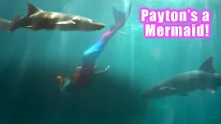 Payton swims with Sharks!