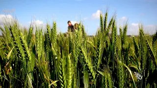 Predicting wheat and barley flowering time in Australia