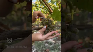 Крымская винодельня и сбор винограда сорта Вионье!