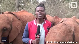 HE WILL BE HERD! Baby Elephant Photobombs Reporter in Hilarious Video