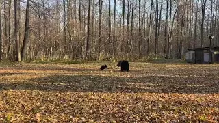 Лайки 🐕‍🦺 на медведя притравка