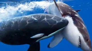 Las ORCAS ASESINAS están ACABANDO con los TIBURONES BLANCOS😱☠️