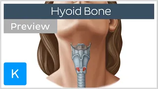 Hyoid bone: structure, movement and function (preview)  - Human Anatomy | Kenhub