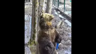 Мансур 🤎  Massage for Mansur 😊Bear Mansur moments.