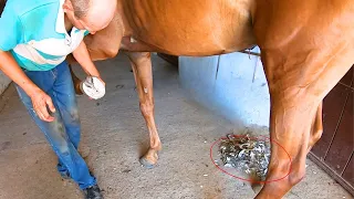 Horse Pulling Out during shoeing! HOW TO CALM  the animal and make the procedure safe