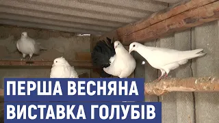 На Луганщині пройшла перша весняна виставка голубів