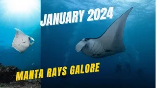 Dive into Manta Madness: Nusa Penida's Manta Point 2024