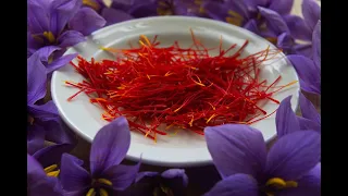 USO MEDICINAL Y CULINARIO DEL AZAFRÁN. EL ORO ROJO, plantas medicinales, Crocus sativus