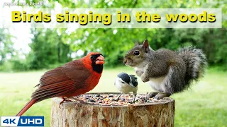 ASMR 4 HOURS of Birds Singing in the Woods, No loop, 4K Cat TV, Relaxing Sound, Awesome World 036