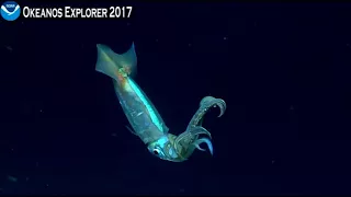 NOAA Dec 16 - Beautiful Shortfin squid!