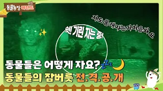 [#TV동물농장레전드] 야심한 밤🌙 동물원에서는 무슨 일이?👁 동물들의 잠버릇 전격 공개💤 /EP.2-1 #TV동물농장 #AnimalFarm #SBSstory