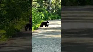 Cute bear crossing road with family ❤️🐻💖| cute video shorts