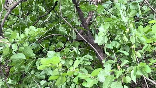 Week 1 Taking back invasive buckthorn forest