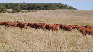 Adaptive Grazing 101: What is Adaptive Grazing?