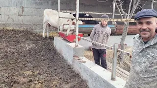 Kamazchi Aka Nima uchun Molari tez Semirishi Sirni Aytdi📢