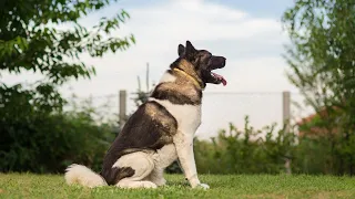 American Akita - The Powerful Dog