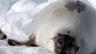 Newborn Seal Pup drink milk from mother's nipple.