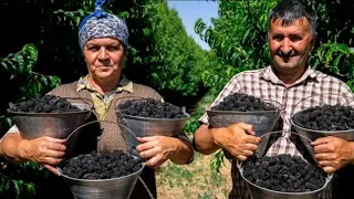 picking fresh blackberry and making drink and cake Azerbaijan @simplevillagelife1669