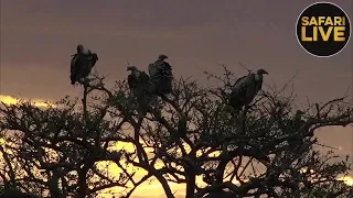 safariLIVE- Sunset Safari - September 22, 2018