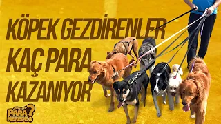 Köpek Gezdirenler Ne Kadar Kazanıyor?