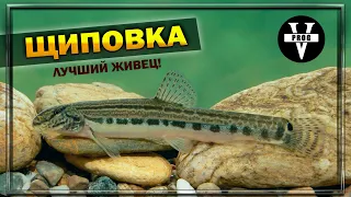 ЩИПОВКА. Все о рыбе. Лучшего живца природа еще не придумала!