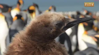 King Penguins at St Andrews Bay, South Georgia