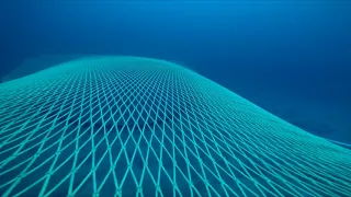 Fish world in 2 minutes (seen from a bottom trawl) March 2016