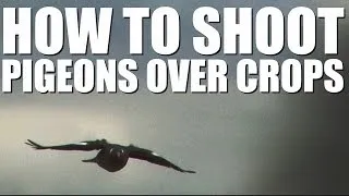 Shooting pigeons over standing crops - do's and don'ts